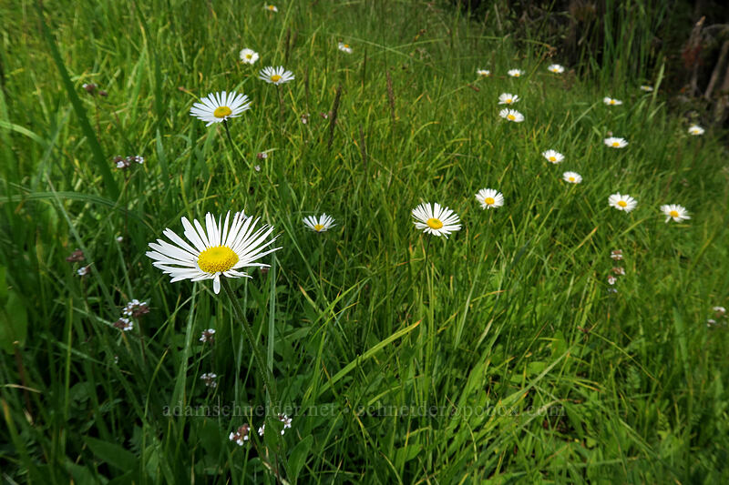 Coulter's daisies (Erigeron coulteri) [Gaylor Lakes Trail, Yosemite National Park, Tuolumne County, California]