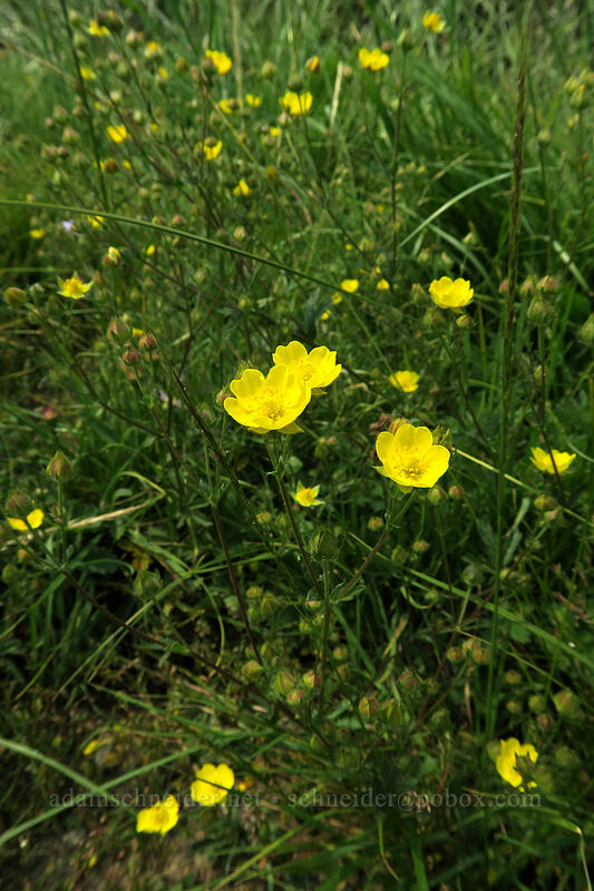 slender cinquefoil (Potentilla gracilis) [Gaylor Lakes Trail, Yosemite National Park, Tuolumne County, California]