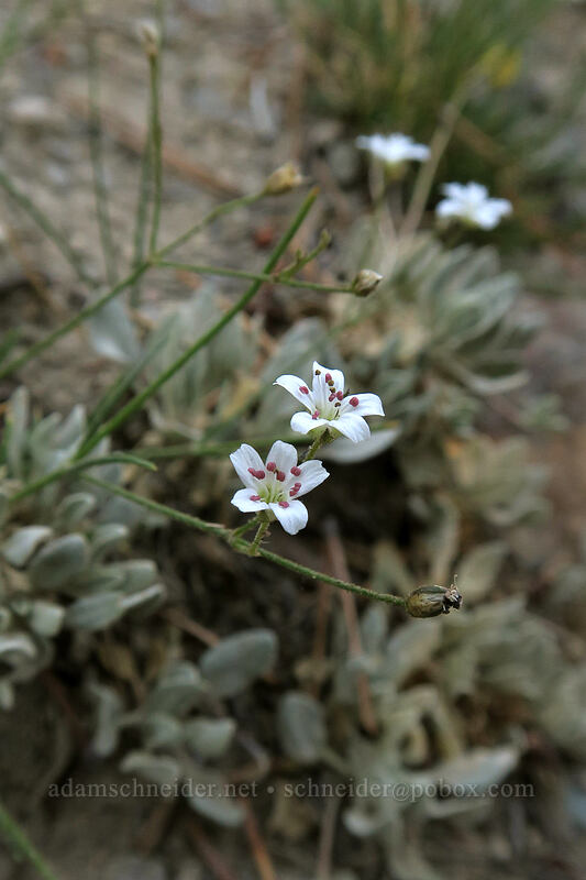 alpine sandwort (Cherleria obtusiloba (Minuartia obtusiloba)) [Gaylor Lakes Trail, Yosemite National Park, Tuolumne County, California]
