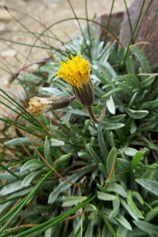 silky raillardella (Raillardella argentea) [Gaylor Lakes Trail, Yosemite National Park, Tuolumne County, California]