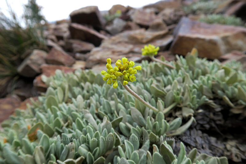 frosted buckwheat (Eriogonum incanum) [Gaylor Lakes Trail, Yosemite National Park, Tuolumne County, California]