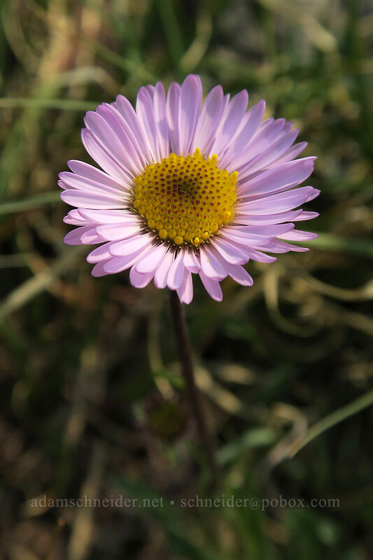 Sierra daisy (stalked fleabane) (Erigeron algidus) [Gaylor Peak, Yosemite National Park, Tuolumne County, California]