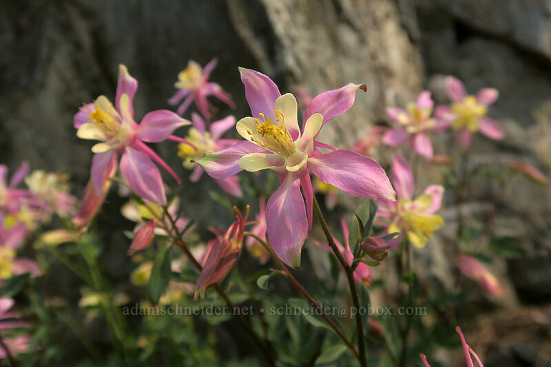 Sierra columbine (Aquilegia pubescens) [Gaylor Peak, Yosemite National Park, Tuolumne County, California]