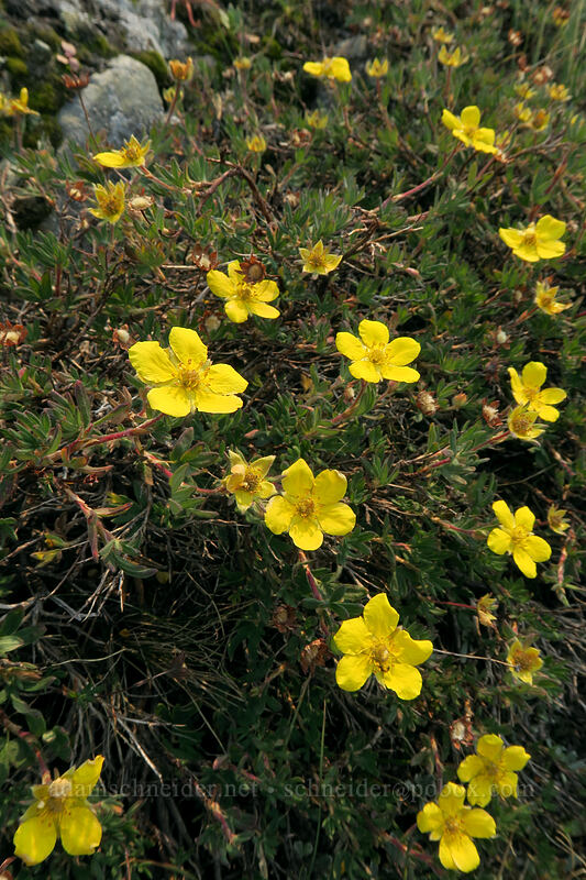 shrubby cinquefoil (Dasiphora fruticosa (Potentilla fruticosa)) [Gaylor Peak, Yosemite National Park, Tuolumne County, California]