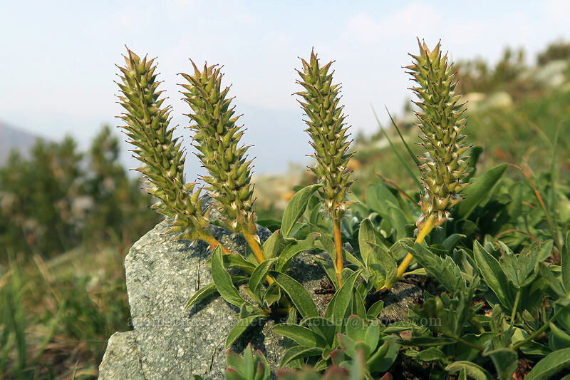 alpine willow (Salix petrophila) [Gaylor Peak, Yosemite National Park, Tuolumne County, California]