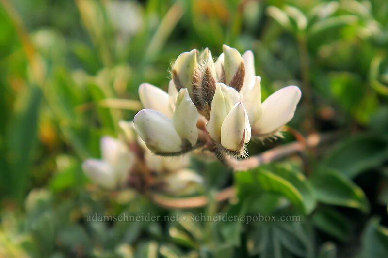 white dwarf lupine (Lupinus lepidus var. lobbii) [Gaylor Peak, Yosemite National Park, Tuolumne County, California]