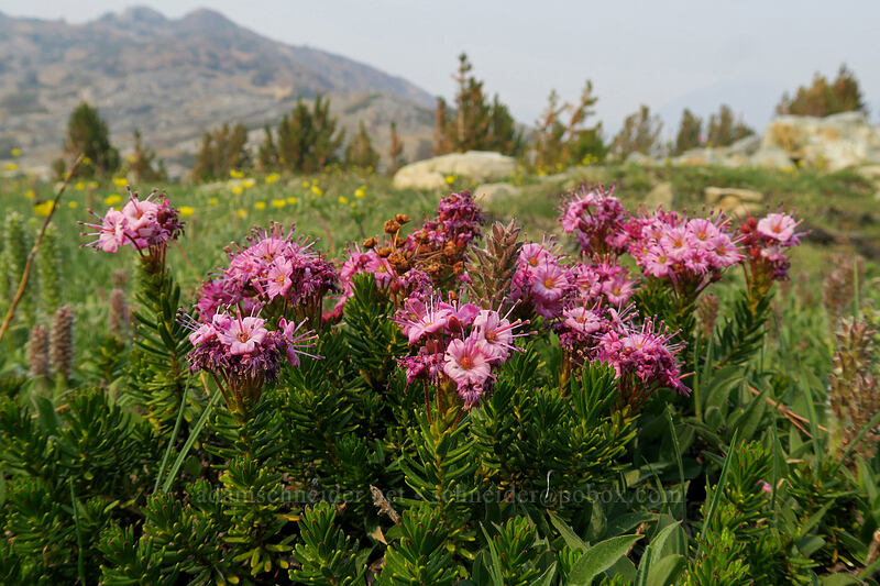 Brewer's mountain heather (Phyllodoce breweri) [Gaylor Peak, Yosemite National Park, Tuolumne County, California]