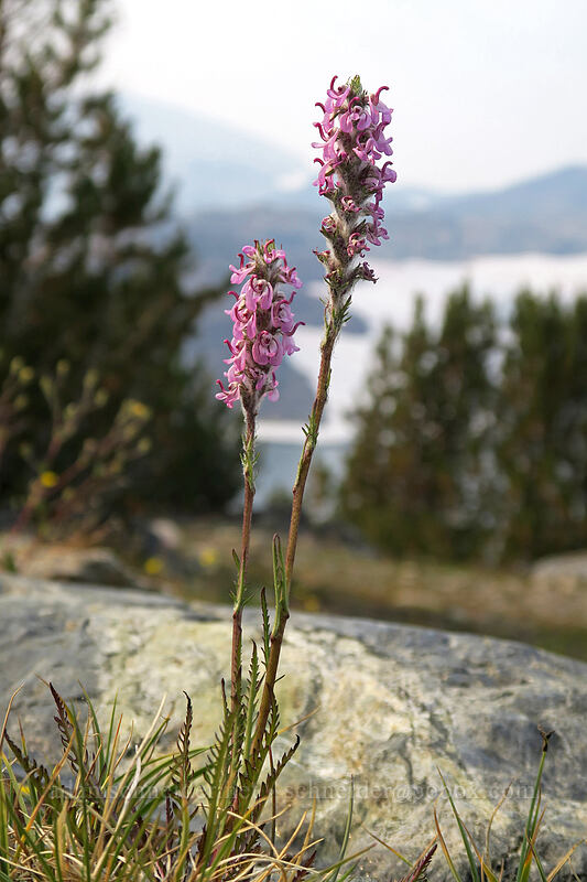 little elephant's-head lousewort (Pedicularis attollens) [Gaylor Peak, Yosemite National Park, Tuolumne County, California]