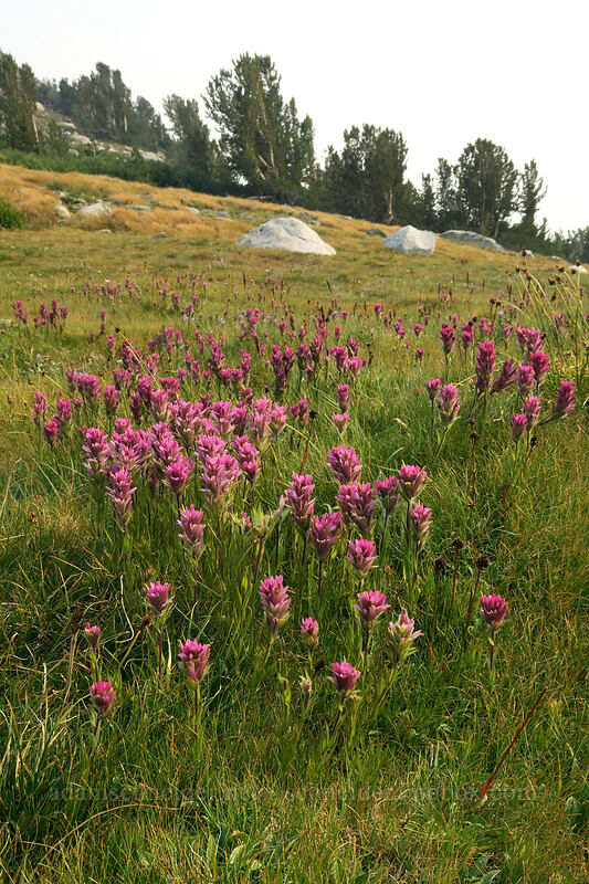 Lemmon's paintbrush (Castilleja lemmonii) [Upper Gaylor Lake, Yosemite National Park, Tuolumne County, California]