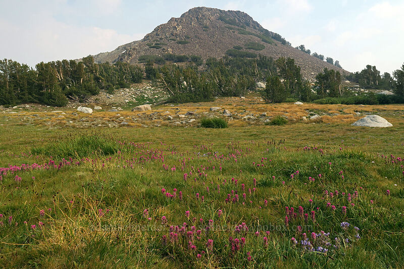 Gaylor Peak & Lemmon's paintbrush (Castilleja lemmonii) [Upper Gaylor Lake, Yosemite National Park, Tuolumne County, California]