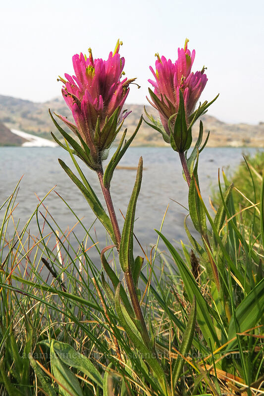 Lemmon's paintbrush (Castilleja lemmonii) [Upper Gaylor Lake, Yosemite National Park, Tuolumne County, California]