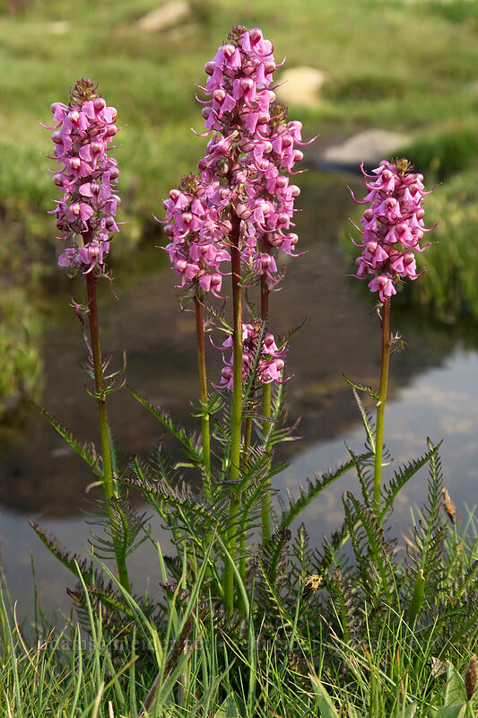 elephant's-head lousewort (Pedicularis groenlandica) [Gaylor Lakes Trail, Yosemite National Park, Tuolumne County, California]