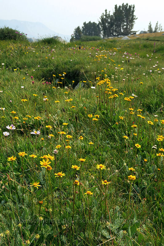 Buek's groundsel et al. (Packera subnuda (Senecio subnudus)) [Gaylor Lakes Trail, Yosemite National Park, Tuolumne County, California]