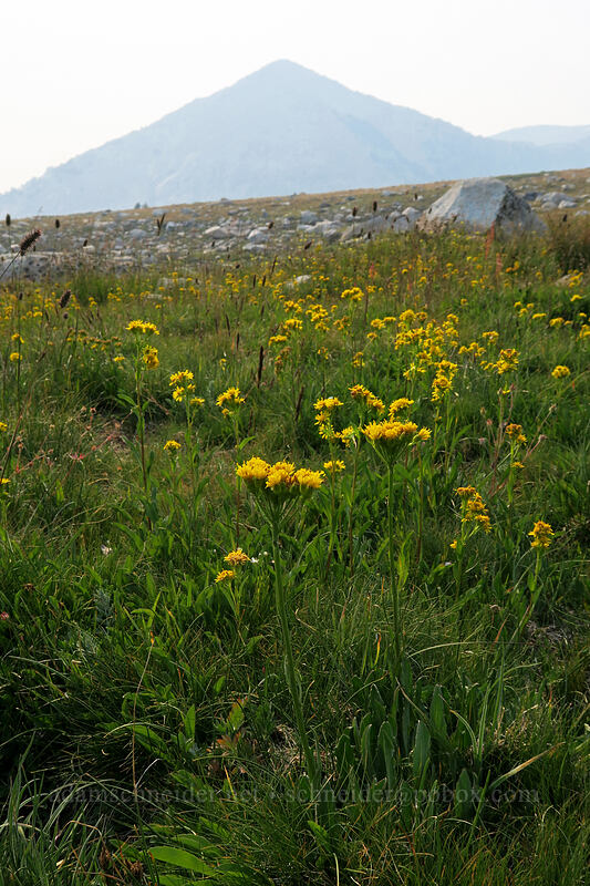 Sierra groundsel (Senecio scorzonella) [Gaylor Lakes Trail, Yosemite National Park, Tuolumne County, California]