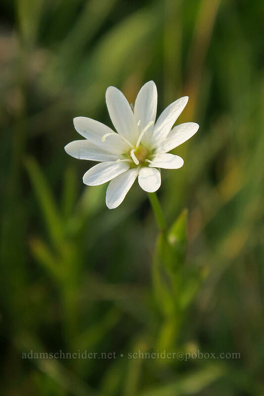 long-stalk starwort (Stellaria longipes) [Gaylor Lakes Trail, Yosemite National Park, Tuolumne County, California]
