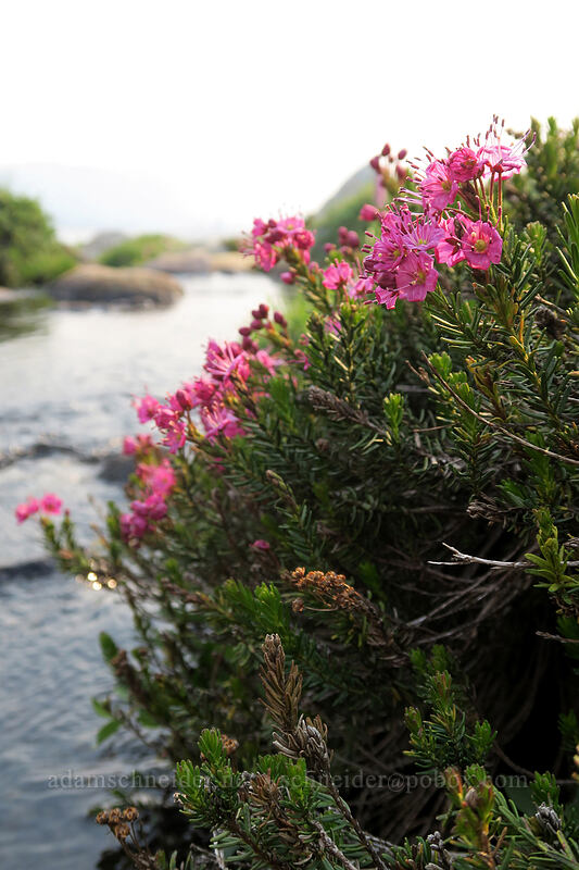 Brewer's mountain heather (Phyllodoce breweri) [Gaylor Lakes Trail, Yosemite National Park, Tuolumne County, California]
