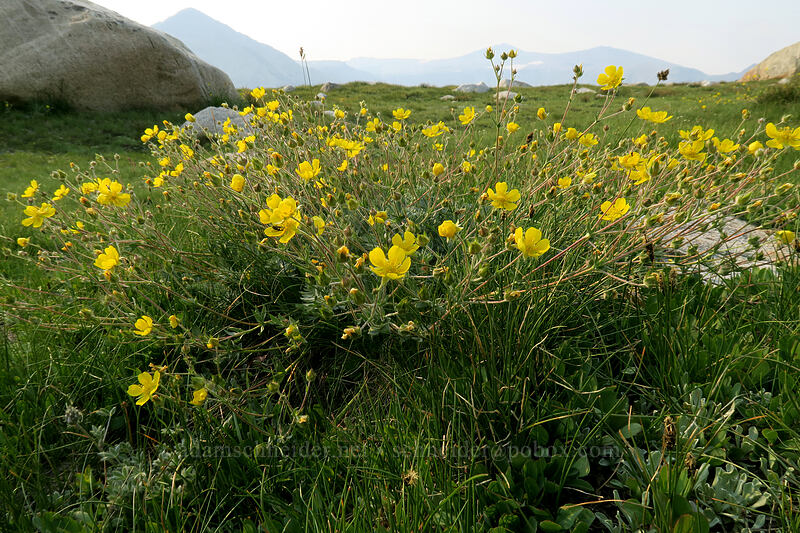 Brewer's cinquefoil (Potentilla breweri (Potentilla drummondii ssp. breweri)) [Gaylor Lakes Trail, Yosemite National Park, Tuolumne County, California]
