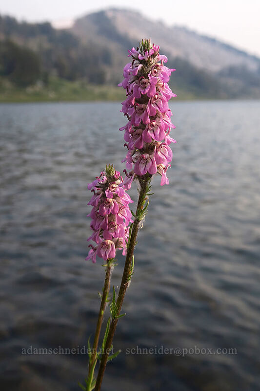 little elephant's-head lousewort (Pedicularis attollens) [Gaylor Lakes Trail, Yosemite National Park, Tuolumne County, California]