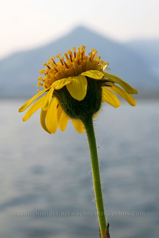 hairy arnica (Arnica mollis) [Gaylor Lakes Trail, Yosemite National Park, Tuolumne County, California]