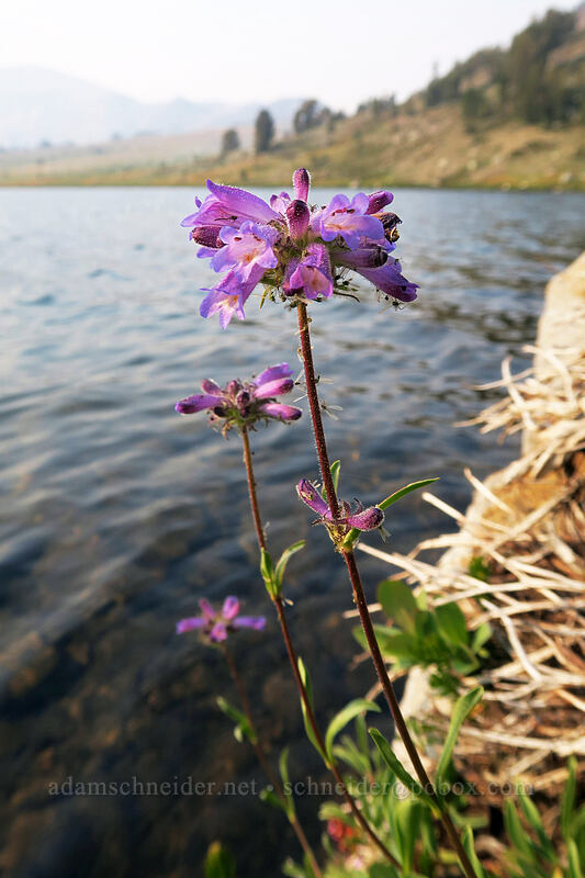 Sierra penstemon (Penstemon heterodoxus) [Gaylor Lakes Trail, Yosemite National Park, Tuolumne County, California]