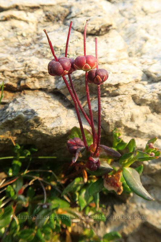 mountain laurel seeds (Kalmia microphylla (Kalmia polifolia ssp. microphylla)) [Gaylor Lakes Trail, Yosemite National Park, Tuolumne County, California]
