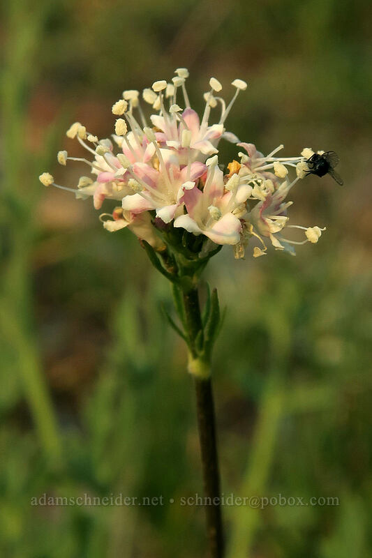 California valerian (Valeriana californica) [Gaylor Lakes Trail, Yosemite National Park, Tuolumne County, California]