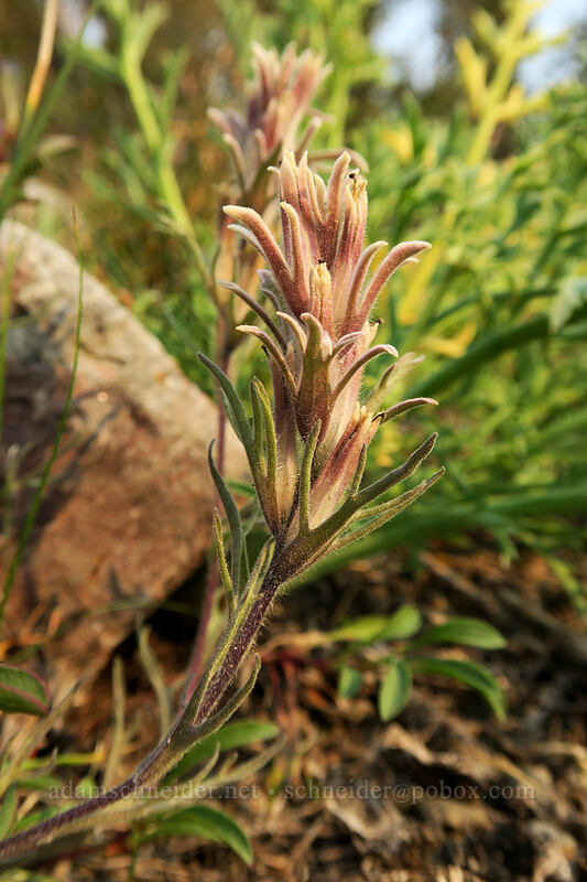 dwarf alpine paintbrush (Castilleja nana) [Gaylor Lakes Trail, Yosemite National Park, Tuolumne County, California]