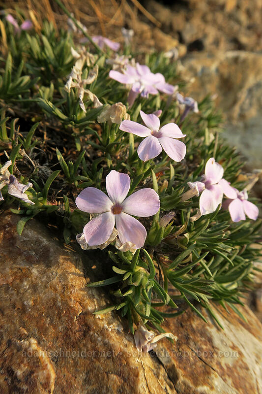spreading phlox (Phlox diffusa) [Gaylor Lakes Trail, Yosemite National Park, Tuolumne County, California]