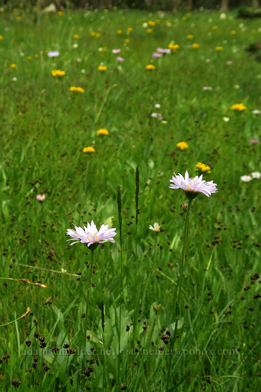 wildflowers [Gaylor Lakes Trail, Yosemite National Park, Tuolumne County, California]