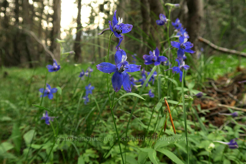 meadow larkspur (Delphinium gracilentum) [Gaylor Lakes Trail, Yosemite National Park, Tuolumne County, California]
