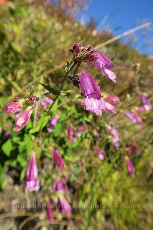 woodland beardtongue (turtle-head) (Nothochelone nemorosa) [Boundary Trail, Mt. St. Helens National Volcanic Monument, Skamania County, Washington]