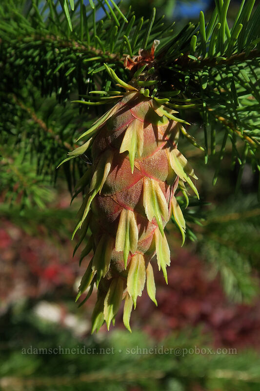 young Douglas-fir cone (Pseudotsuga menziesii) [Boundary Trail, Mt. St. Helens National Volcanic Monument, Skamania County, Washington]