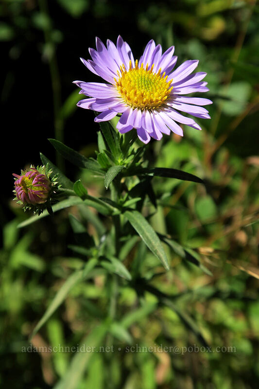 western mountain aster (Symphyotrichum spathulatum) [Boundary Trail, Mt. St. Helens National Volcanic Monument, Skamania County, Washington]