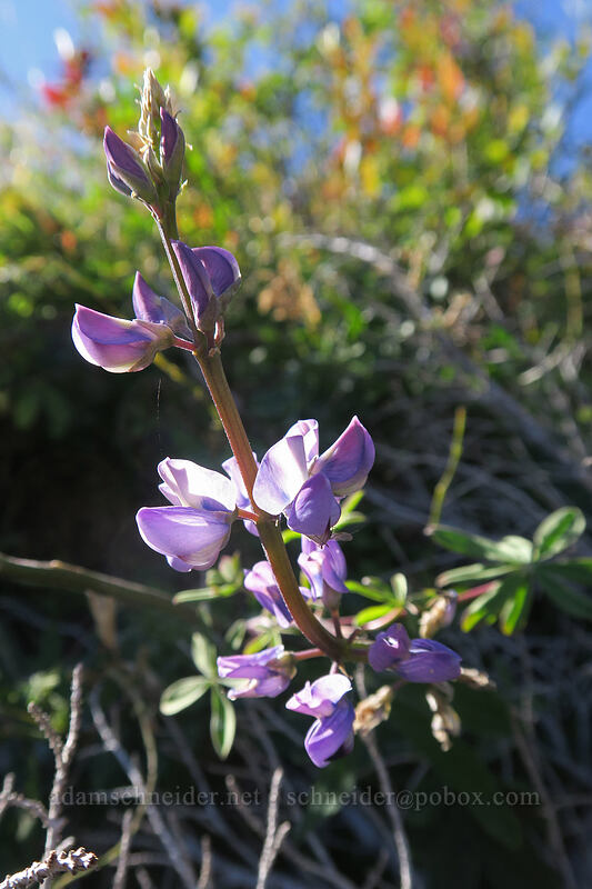 lupine (Lupinus latifolius) [Lakes Trail, Mt. St. Helens National Volcanic Monument, Skamania County, Washington]