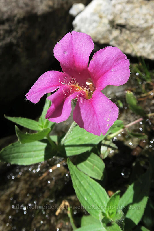 Lewis' monkeyflower (Erythranthe lewisii (Mimulus lewisii)) [Lakes Trail, Mt. St. Helens National Volcanic Monument, Skamania County, Washington]