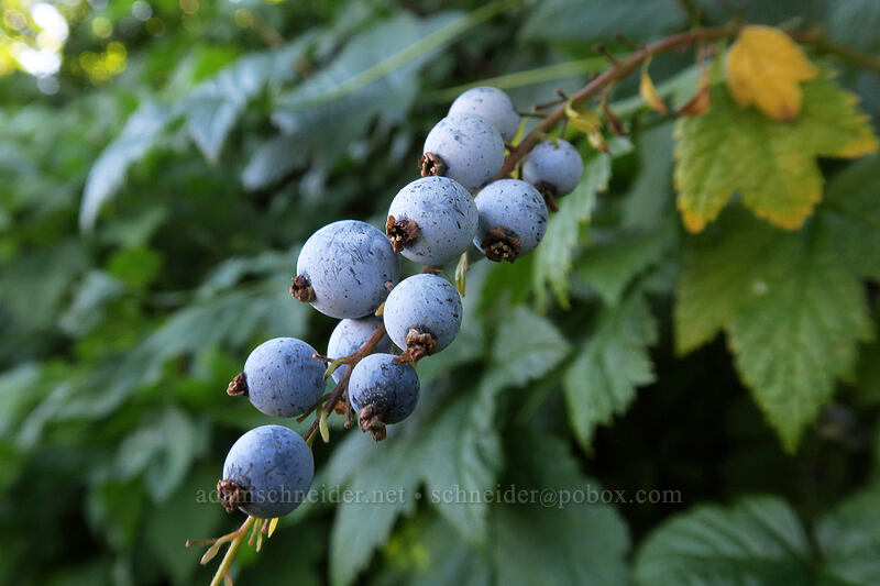 stink currant berries (Ribes bracteosum) [Lakes Trail, Mt. St. Helens National Volcanic Monument, Skamania County, Washington]