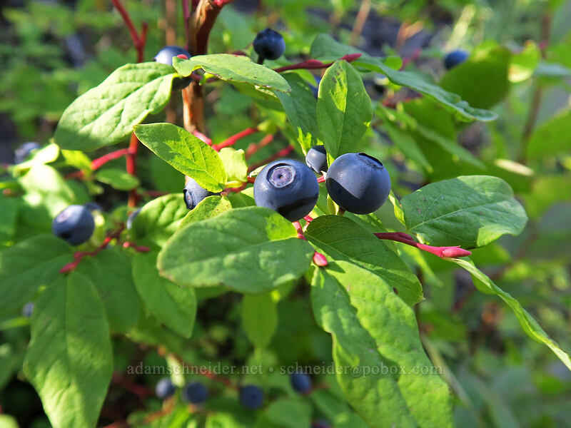 oval-leaf huckleberries (Vaccinium ovalifolium) [Lakes Trail, Mt. St. Helens National Volcanic Monument, Skamania County, Washington]