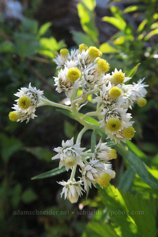 pearly everlasting (Anaphalis margaritacea) [Lakes Trail, Mt. St. Helens National Volcanic Monument, Skamania County, Washington]