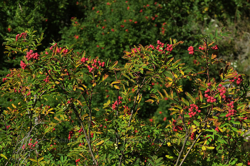 Sitka mountain ash (Sorbus sitchensis) [Lakes Trail, Mt. St. Helens National Volcanic Monument, Skamania County, Washington]
