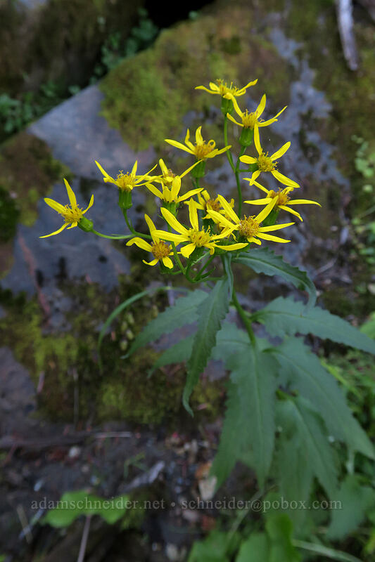 arrow-leaf groundsel (Senecio triangularis) [Lakes Trail, Mt. St. Helens National Volcanic Monument, Skamania County, Washington]