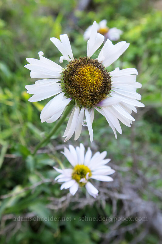 subalpine fleabane (Erigeron glacialis var. glacialis) [Lakes Trail, Mt. St. Helens National Volcanic Monument, Skamania County, Washington]