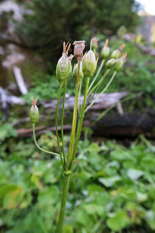 shooting star, going to seed (Dodecatheon sp. (Primula sp.)) [Lakes Trail, Mt. St. Helens National Volcanic Monument, Skamania County, Washington]