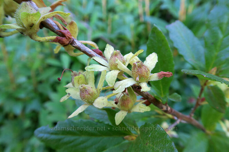Cascade azalea, going to seed (Rhododendron albiflorum) [Lakes Trail, Mt. St. Helens National Volcanic Monument, Skamania County, Washington]