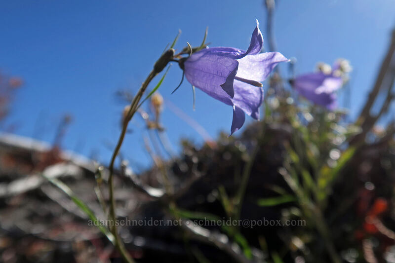 harebells (Campanula petiolata (Campanula rotundifolia)) [Lakes Trail, Mt. St. Helens National Volcanic Monument, Skamania County, Washington]
