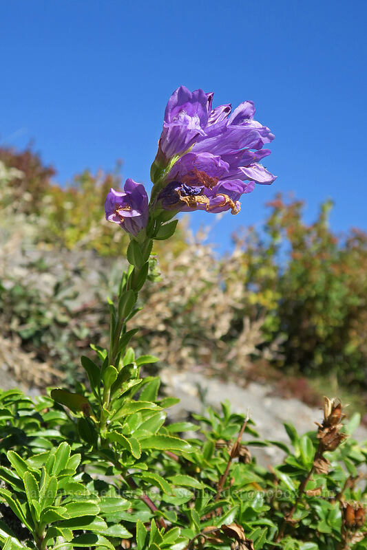 Cardwell's penstemon (Penstemon cardwellii) [Lakes Trail, Mt. St. Helens National Volcanic Monument, Skamania County, Washington]