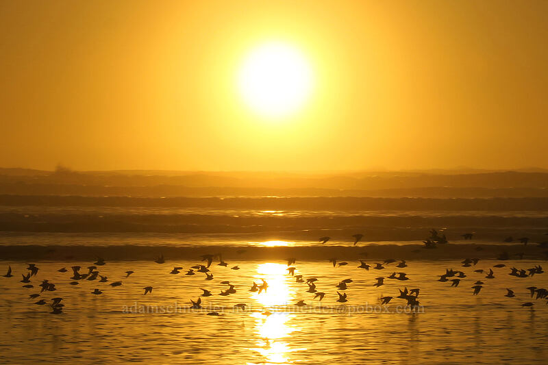 sanderlings at sunset (Calidris alba) [South Beach State Park, Newport, Lincoln County, Oregon]