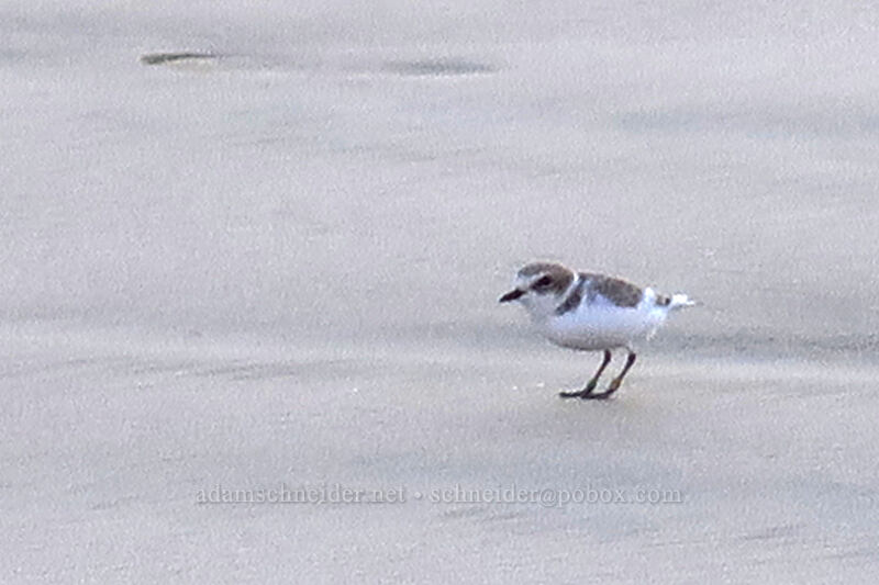 snowy plover (Charadrius nivosus) [South Beach State Park, Newport, Lincoln County, Oregon]