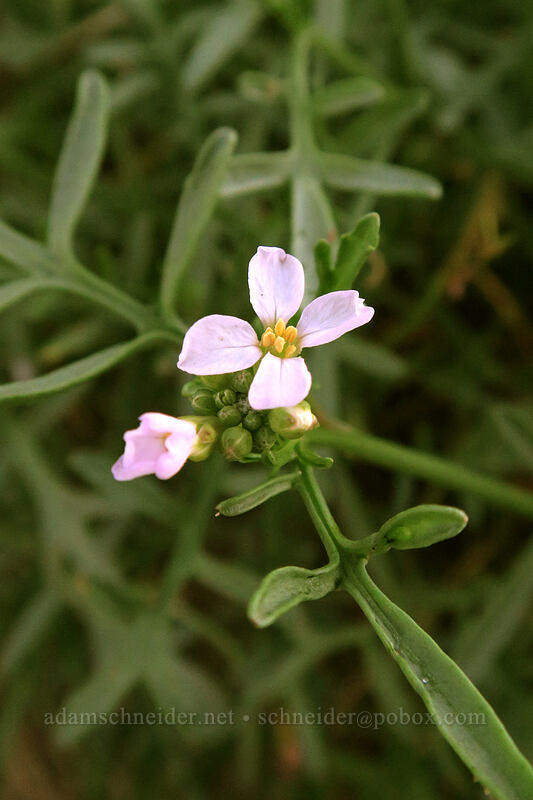 European sea-rocket (Cakile maritima) [South Beach State Park, Newport, Lincoln County, Oregon]
