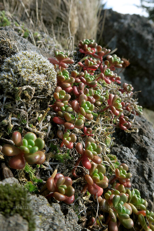 stonecrop leaves (Sedum oreganum) [St. Perpetua Trail, Siuslaw National Forest, Lincoln County, Oregon]