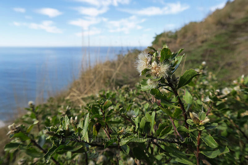 coyote brush (Baccharis pilularis) [St. Perpetua Trail, Siuslaw National Forest, Lincoln County, Oregon]